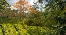 咖啡樹種植在熱帶與亞熱帶地區。