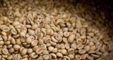 取出紅色咖啡果實的種子並加以乾燥